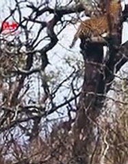 Leopard Carrying Deer on the Tree   Leopard Hunt Deer #viralvideo
