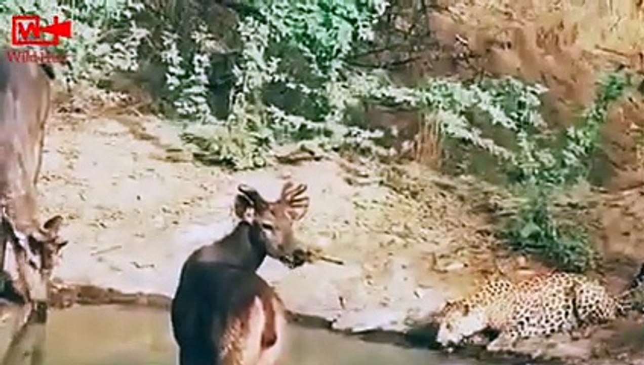 Predator with Prey Drinking Water Together   Rare Clip Leopard Didn't Harm the Deers #viralvideo