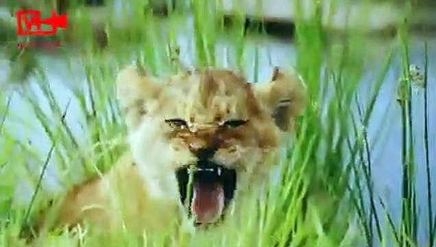 lioness Caring Her Cubs Adorable lion cubs Caring lioness Mom Beautiful Wildlife #viralvideo