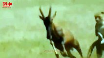 CHEETAHS Full Speed Hunting Antelope   Cheetah Hunting Deer #viralvideo