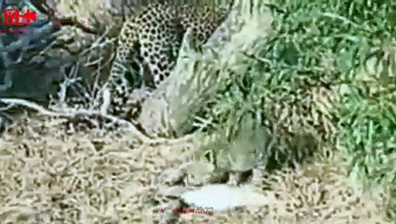 Unbelievable Leopard Cub Climbs the tree with prey Rare & Interesting ...