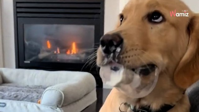 Il donne de la glace à son Golden Retriever : plus de 700.000 internautes sont attendris face à sa réaction