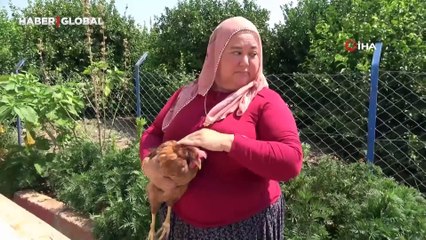Tavuk besleyen kadının şaşırtan iddiası sosyal medyayı salladı! 'Adım ve soyadımın baş harfleri yumurtalarda yazılı'