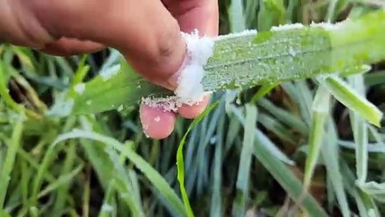 Mãe empurra carrinho de bebê em meio a geada e frio de -4.8ºC em São Joaquim; vídeo