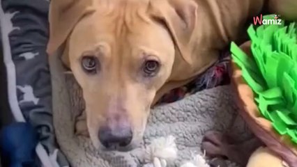 Il adopte un ancien chien de combat et le filme jour après jour pour montrer l'évolution de son traumatisme (vidéo)