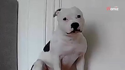 Laissé seul à la maison, ce chien a une réaction qui surprend 2 millions de personnes (Vidéo)