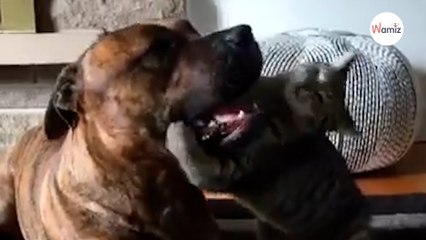 Un Pitbull se fait "agresser" par un chaton : sa réaction n'a pas de prix (Vidéo)