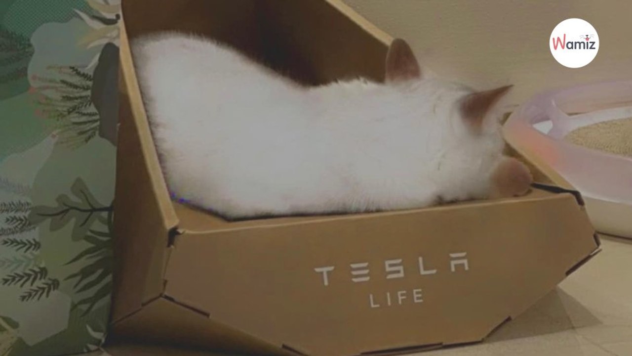 Elon Musk sort un nouveau produit très étrange pour les chats - Vidéo