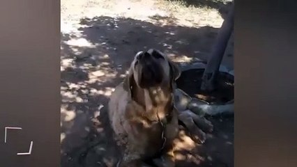 Kendisini yıkayan sahibine trip atan köpek