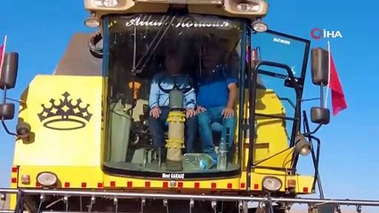 Sivas'ta metruk bir evde bulundu, hasadı yapıldı: Protein değeri çok yüksek!