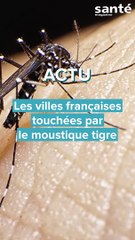 Les villes envahies par le moustique tigre 
