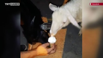 Kuzu ve keçinin dondurma keyfi kamerada