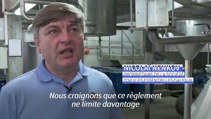 Normes européennes: la Bulgarie championne de la lavande veut mettre le holà