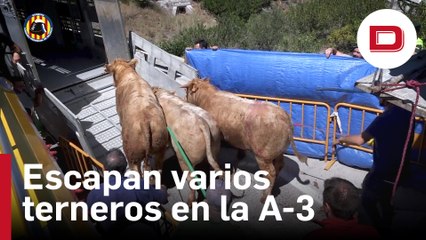 Se escapan varios terneros de un camión tras volcar en la A-3 a la altura de Buñol, Valencia