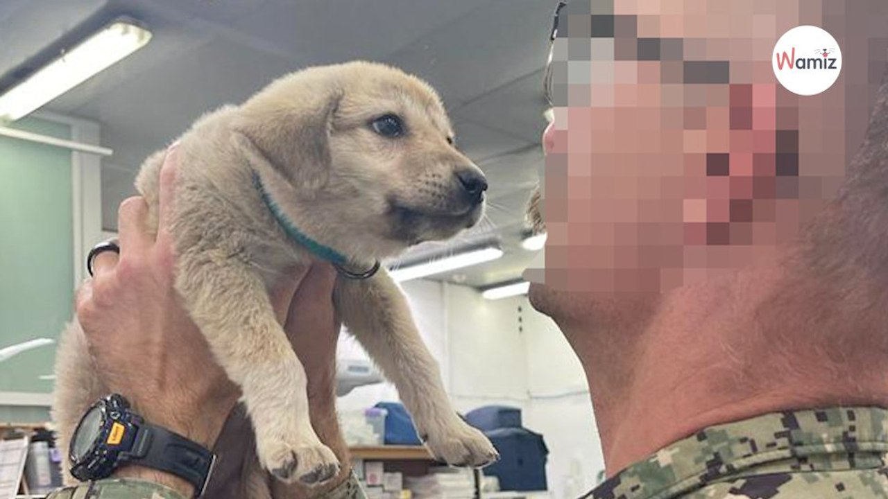 Un petit intrus s'approche de la base militaire : les soldats agissent en urgence pour sauver une vie