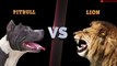 American Pitbull VS Lion - Lion VS Pitbull Terrier Fight Real Comparison All of Time in The Wild