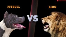 American Pitbull VS Lion - Lion VS Pitbull Terrier Fight Real Comparison All of Time in The Wild