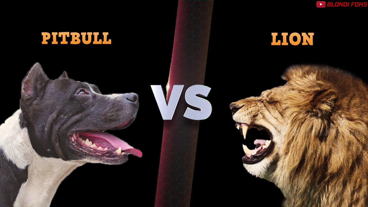 American Pitbull VS Lion - Lion VS Pitbull Terrier Fight Real Comparison All of Time in The Wild