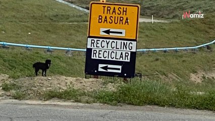 Ils sauvent un chien qui vit dans une décharge : le lendemain ils reçoivent un message qui les figent sur place