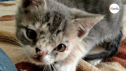 Elle trouve un chaton abandonné, ce que lui dit le vétérinaire la laisse sans voix