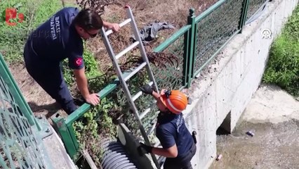 Derede mahsur kalan 3 köpek yavrusu kurtarıldı