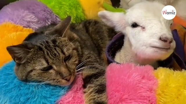 Dans l'enclos du refuge, le chat se lie d'amitié avec un petit être spécial : 400K personnes en ont les larmes aux yeux (vidéo)