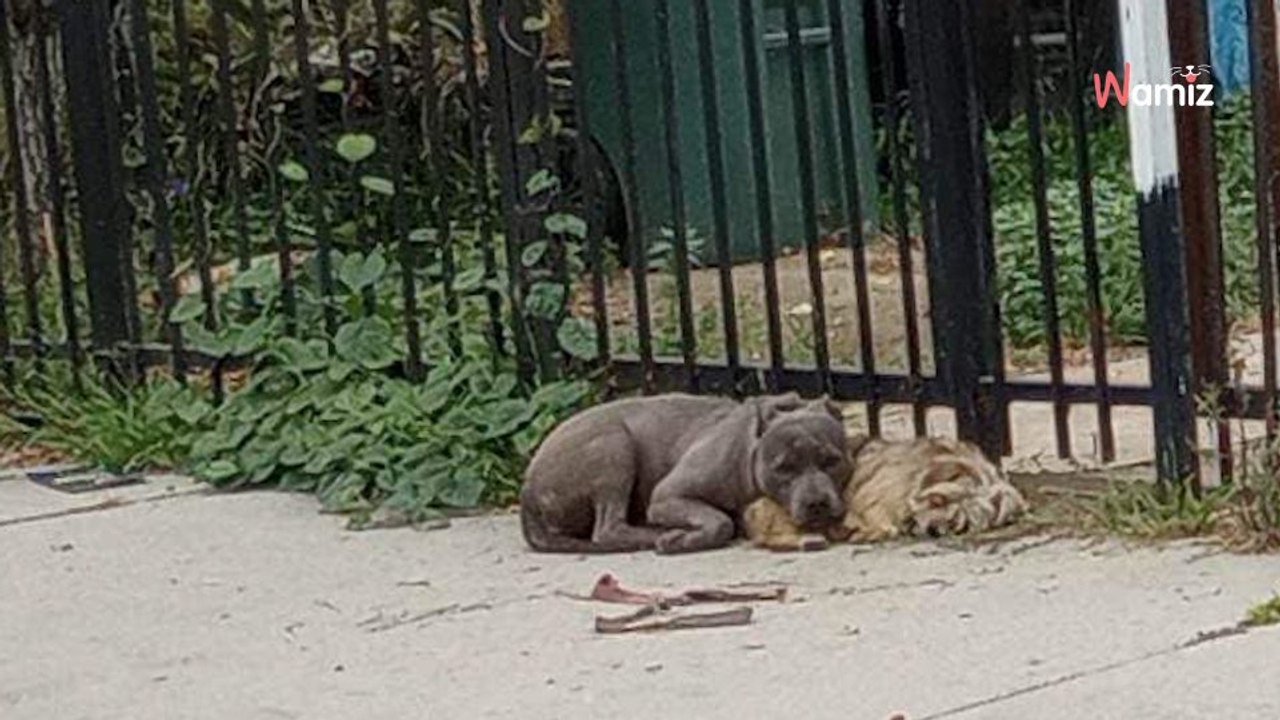 Deux chiens abandonnés dans la rue refusent d'être séparés : leur capture est bouleversante
