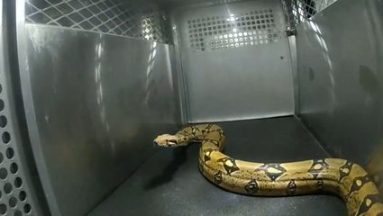 6ft illegal pet snake wrangled from Texas car park