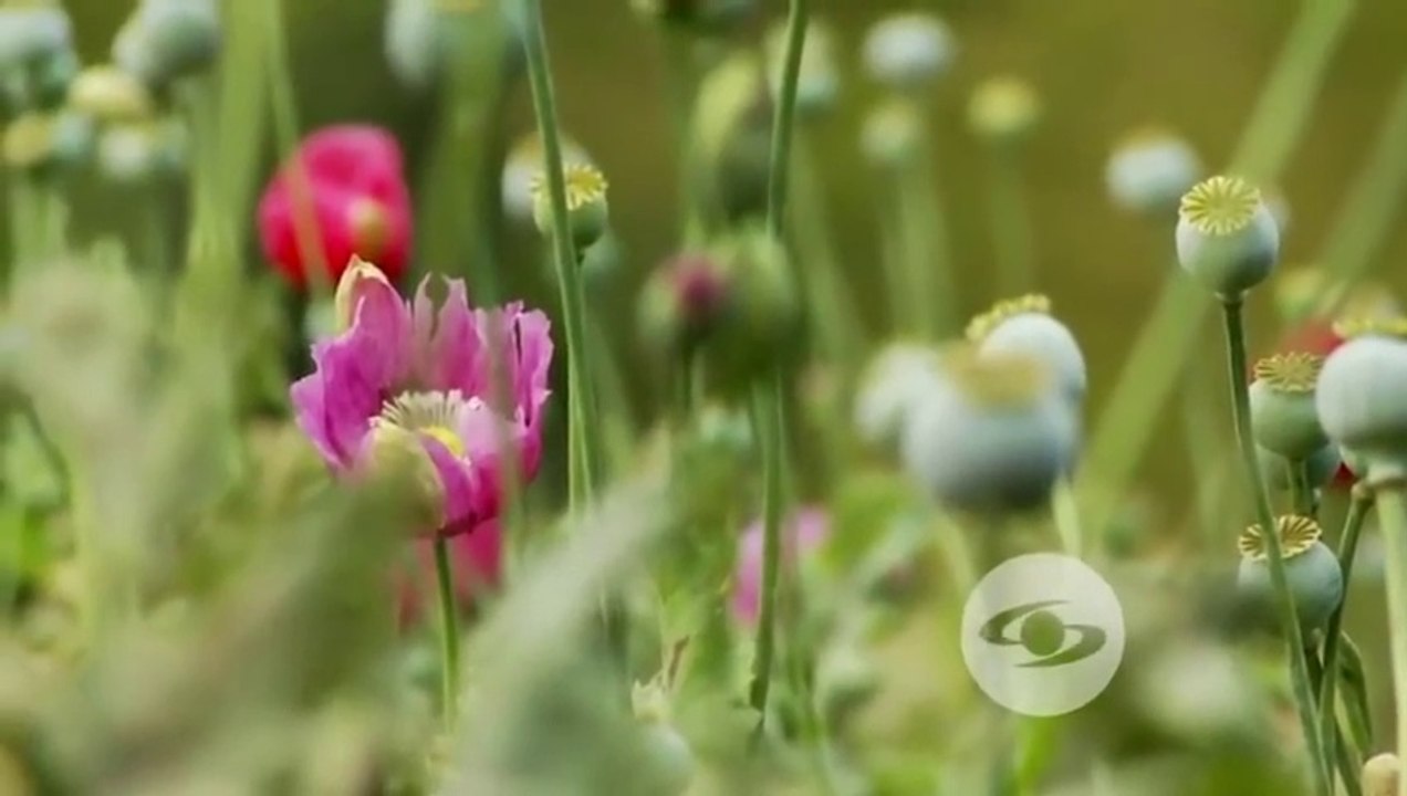 AMAPOLA FLOR CON UN DESTINO MALDITO