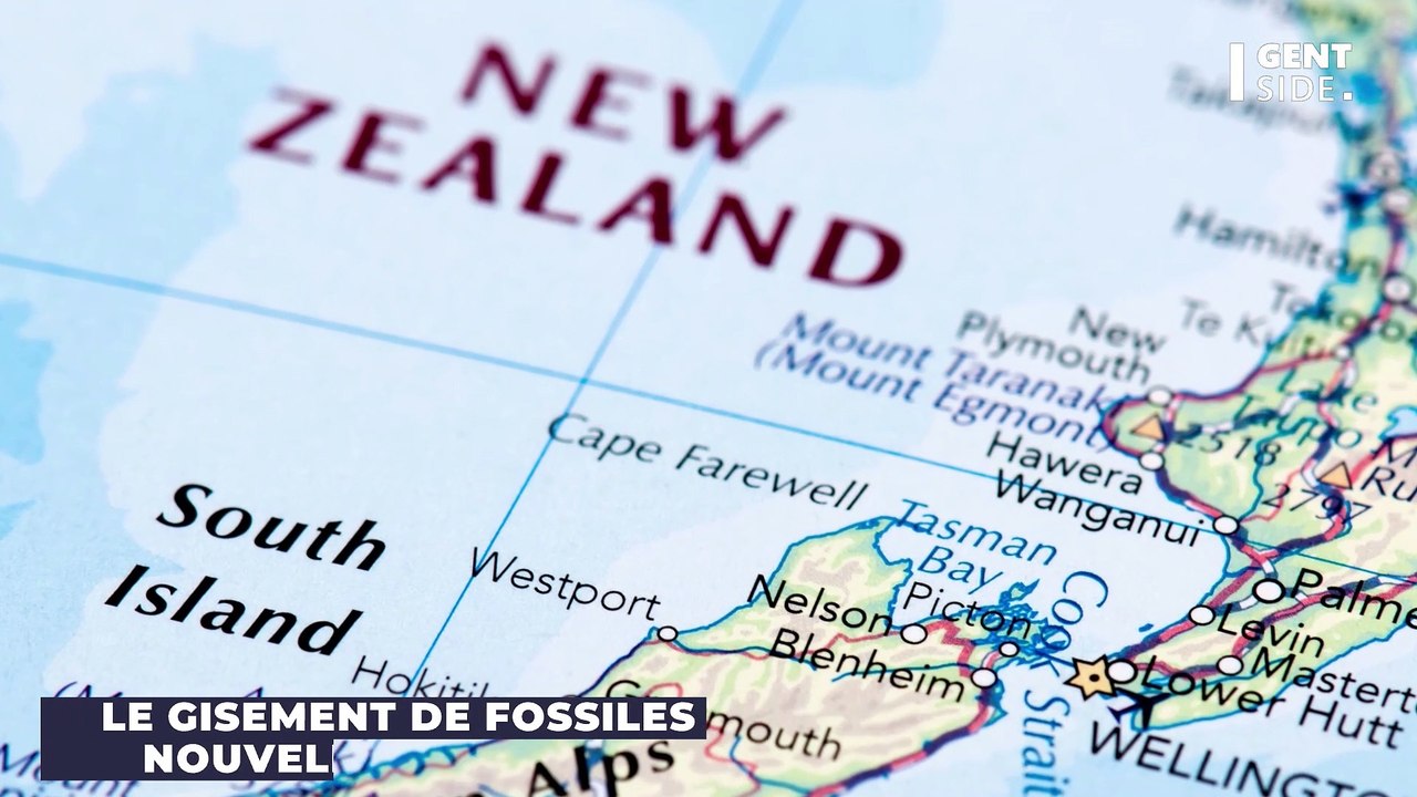 Un “trésor de fossiles” vieux de 3 millions d'années a été retrouvé dans des canalisations