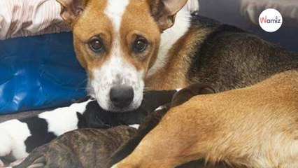 Le vétérinaire examine un chien mordu par un serpent : en voyant son ventre, il sait que chaque seconde compte