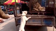 Dogo Argentino VS Lion - Lion VS Trained Dogo Argentino - Blondi Foks