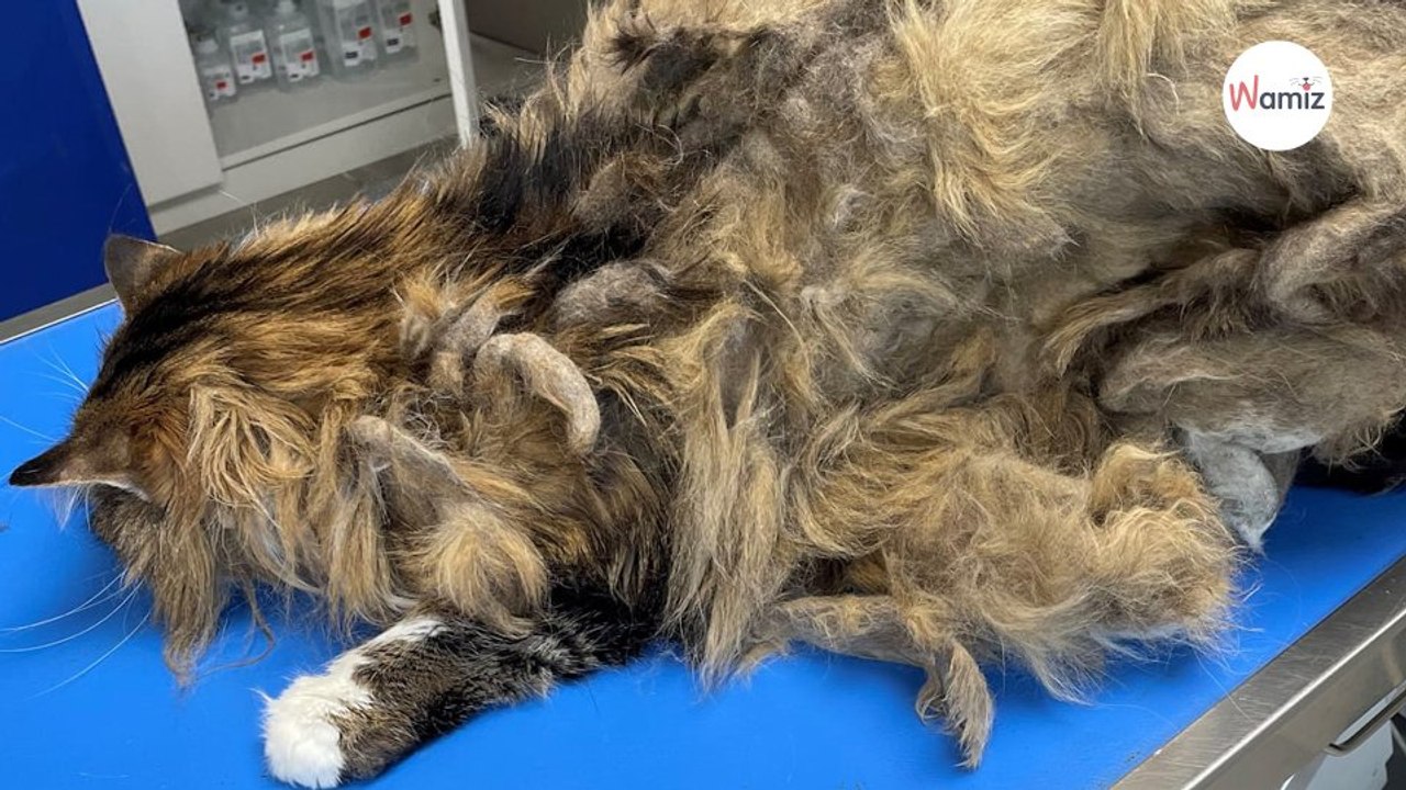 Une association scandalisée après la découverte d’un chat livré à lui-même dans un « appartement poubelle »