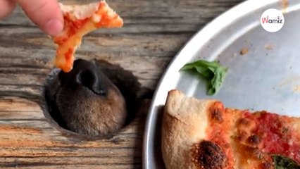 Attiré par l'odeur de la pizza, le chien décide de tester une technique hilarante pour en avoir une part (vidéo)