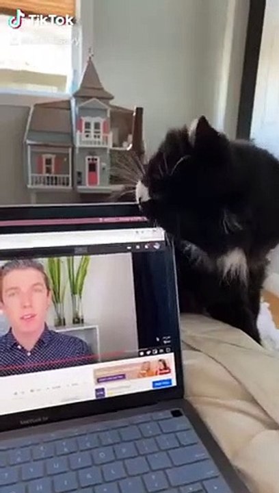 Cat Killing Laptop   PETASTIC