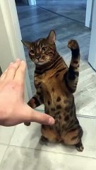 Funny Cat Punching With PAWS   PETASTIC