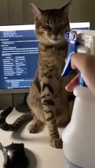 Cat VS. Spray Bottle - Epic Battle   PETASTIC