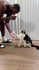 Intelligent Cat Knows All Tricks   PETASTIC