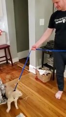 Lazy Cat Cannot Walk With Leash   PETASTIC