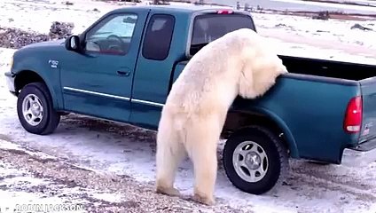 Man Wakes Up Face-To-Face With Black Bear!