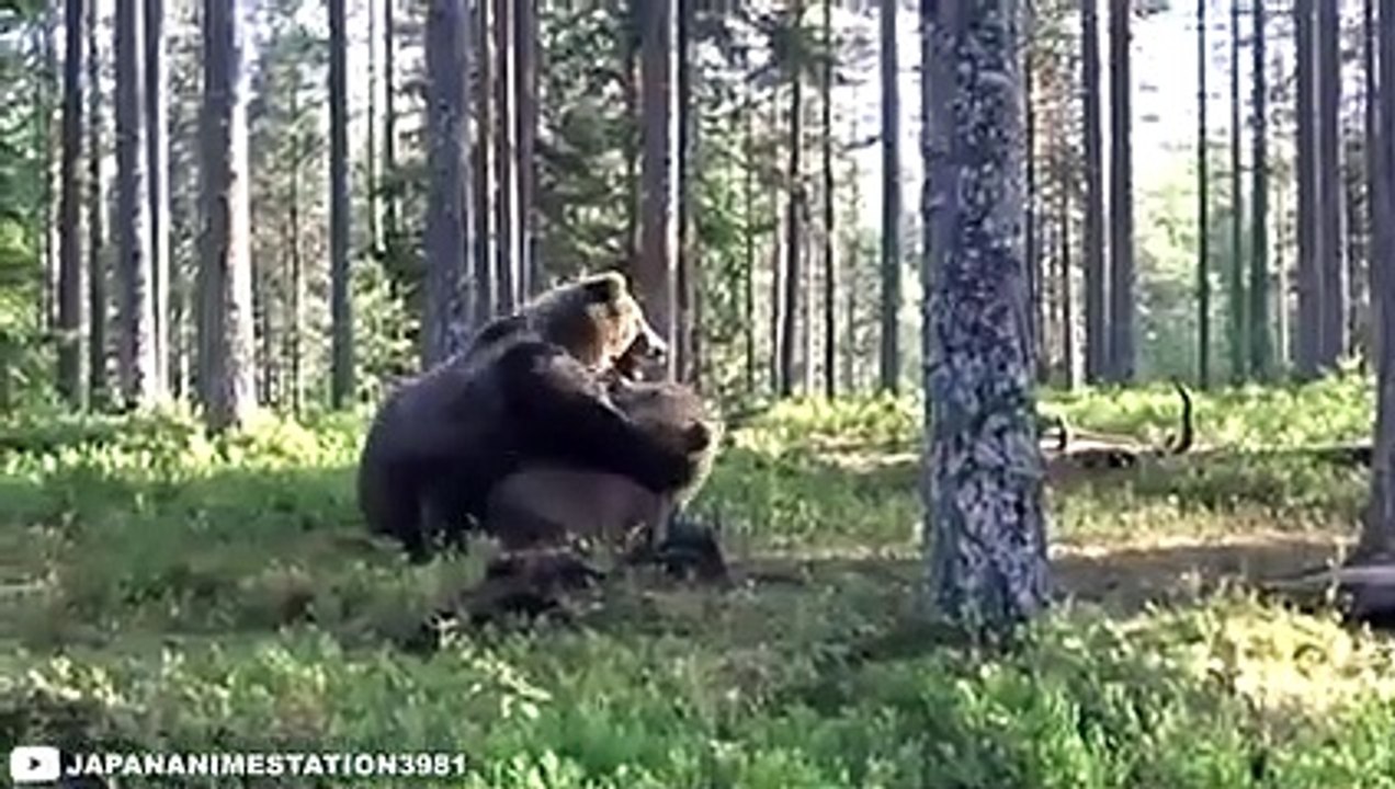 12 Craziest Bear Fights Ever Caught on Camera!