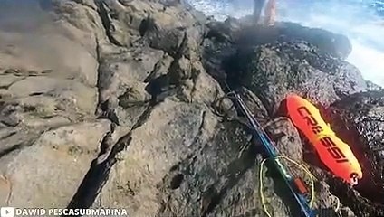 30 Scariest Shark Encounters Ever Caught On Camera (Part 2)