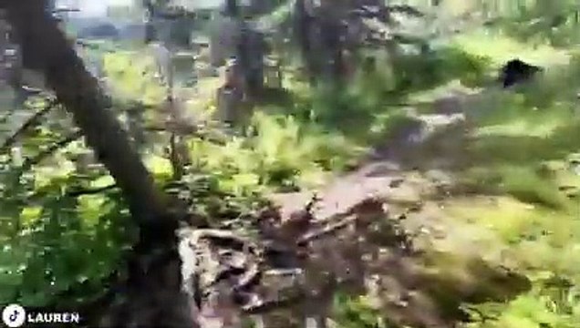 Man Tries to Scare Away Black Bear, Instantly Regrets it