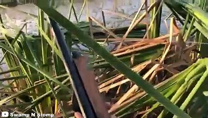 100 Interesting Animal Moments CAUGHT ON CAMERA