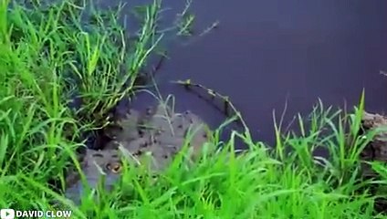 30 Scariest Crocodile Encounters Ever Caught on Camera