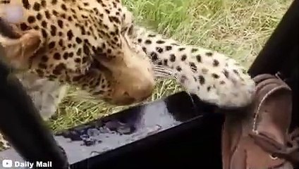 12 Scariest Leopard Encounters of The Year