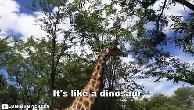 12 Times African Safari Trips Went Horribly Wrong