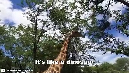 12 Times African Safari Trips Went Horribly Wrong