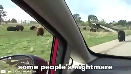 12 Scary Animal Encounters That Went Terribly Wrong