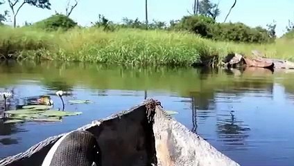 12 Hippo Encounters That Went Horribly Wrong